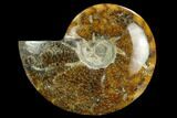 Polished Ammonite (Cleoniceras) Fossil - Madagascar #127202-1